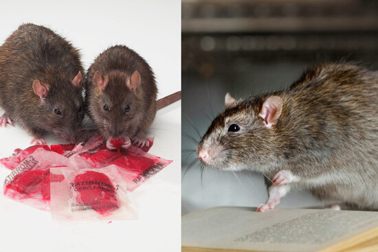 Eliminamos toda clase de plagas de ratas en Bicorb