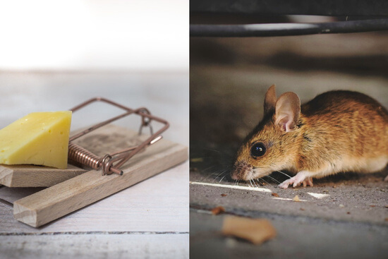 Llama a la mejor empresa de desratizaciones de Bicorb