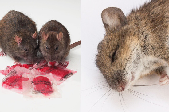 Eliminamos todo tipo de ratas en Casinos