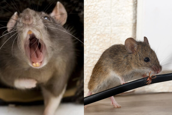 Llama a la líder empresa de desratizaciones en Casinos